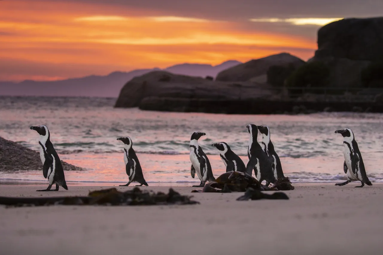 It’s World Endangered Species Day, and we’re celebrating the African penguin