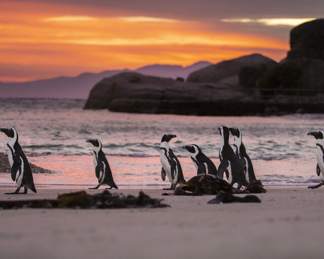 Biodiversity crisis: Our position statement