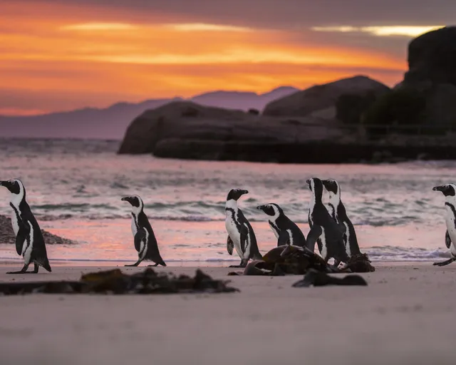 Biodiversity crisis: Our position statement