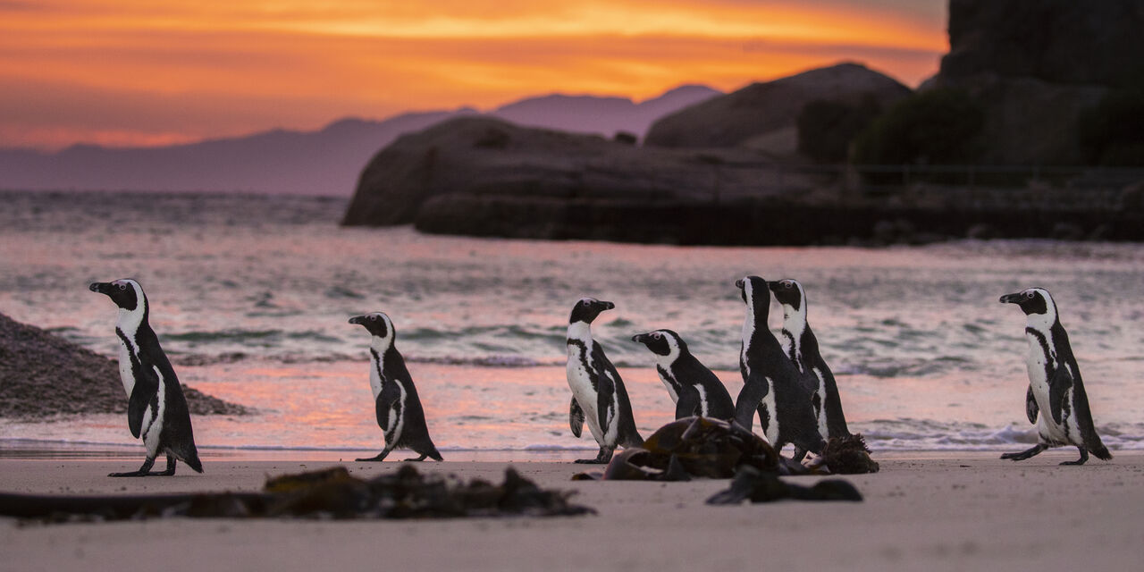 Biodiversity crisis: Our position statement