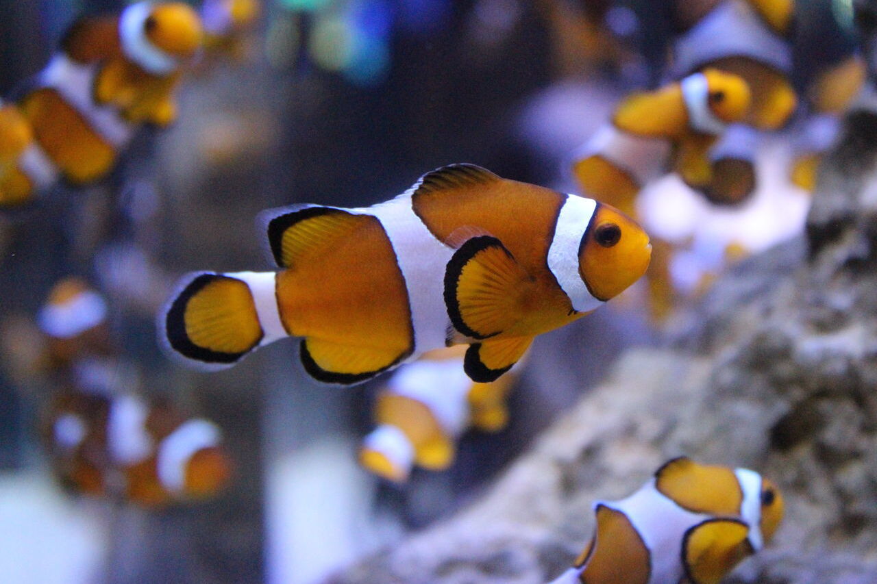 Clownfish9 2f8ab07c3b37edb454c896adad412303