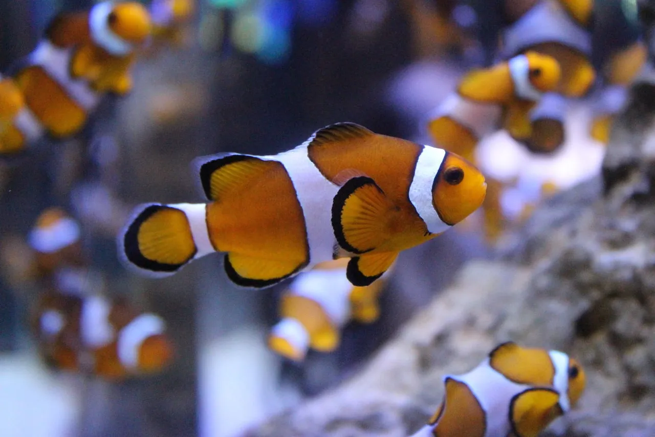 Clownfish9 2f8ab07c3b37edb454c896adad412303