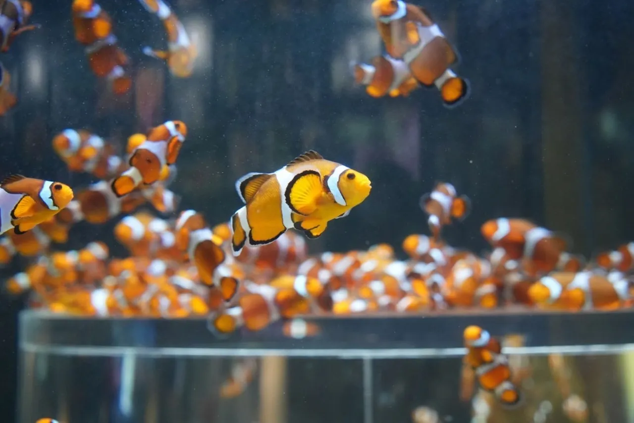 Say goodbye to winter with these colourful Aquarium animals!