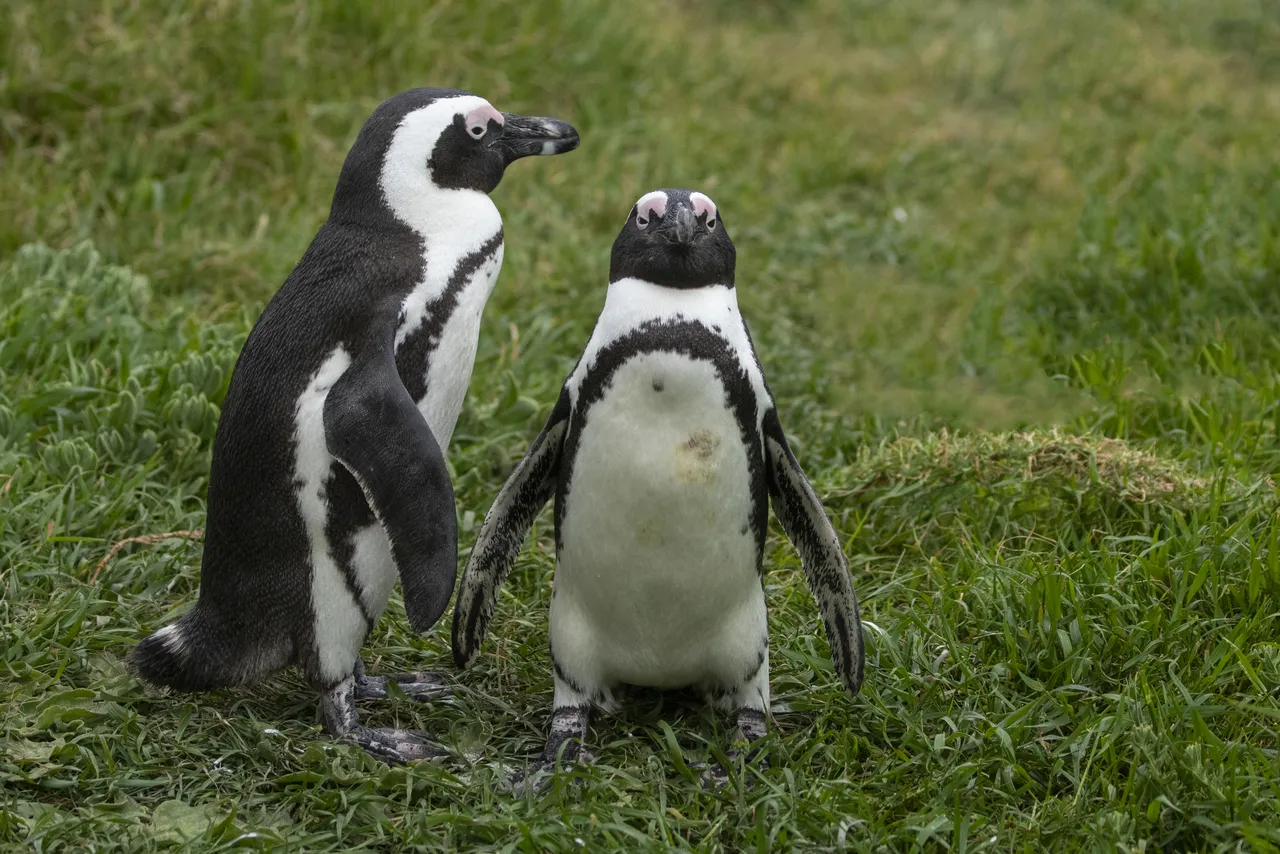 Ways you can help the African penguin