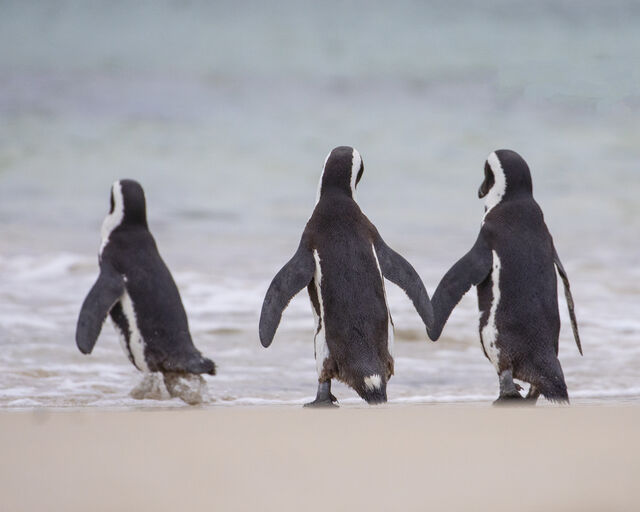 Penguins: Media Pack