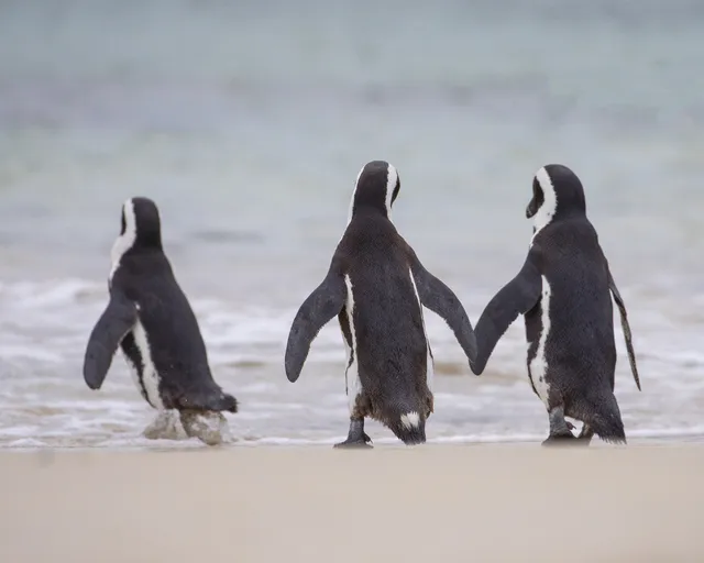 Penguins: Media pack