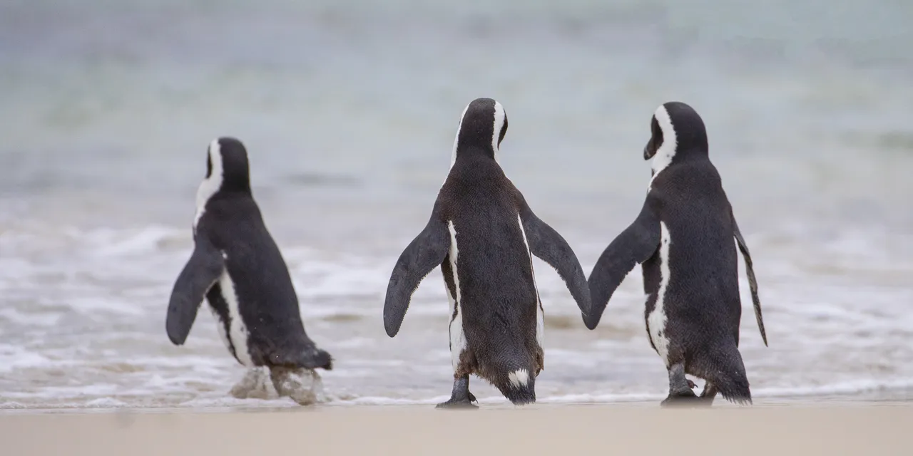 Penguins: Media pack