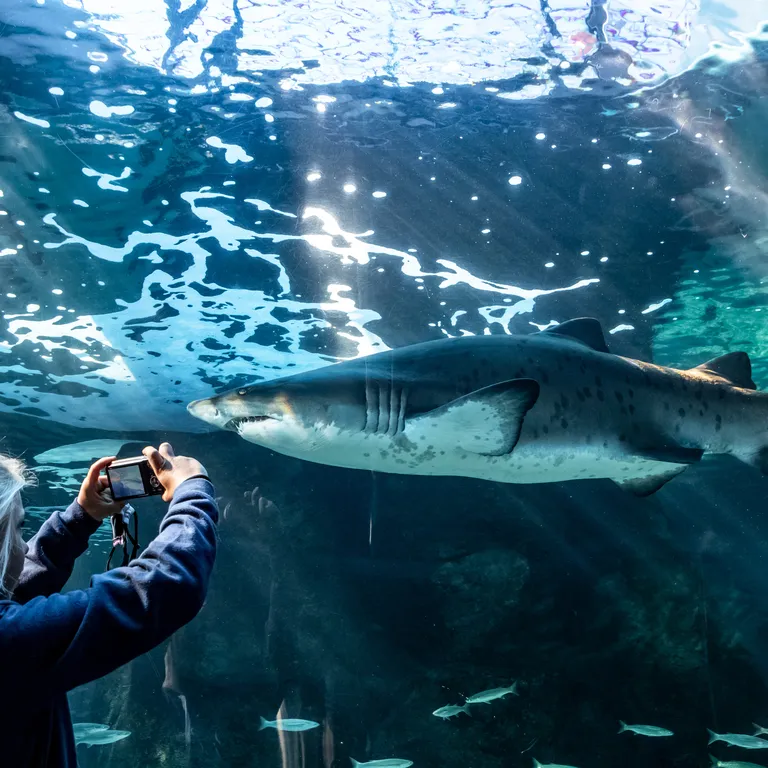 Two Oceans Aquarium: Media pack