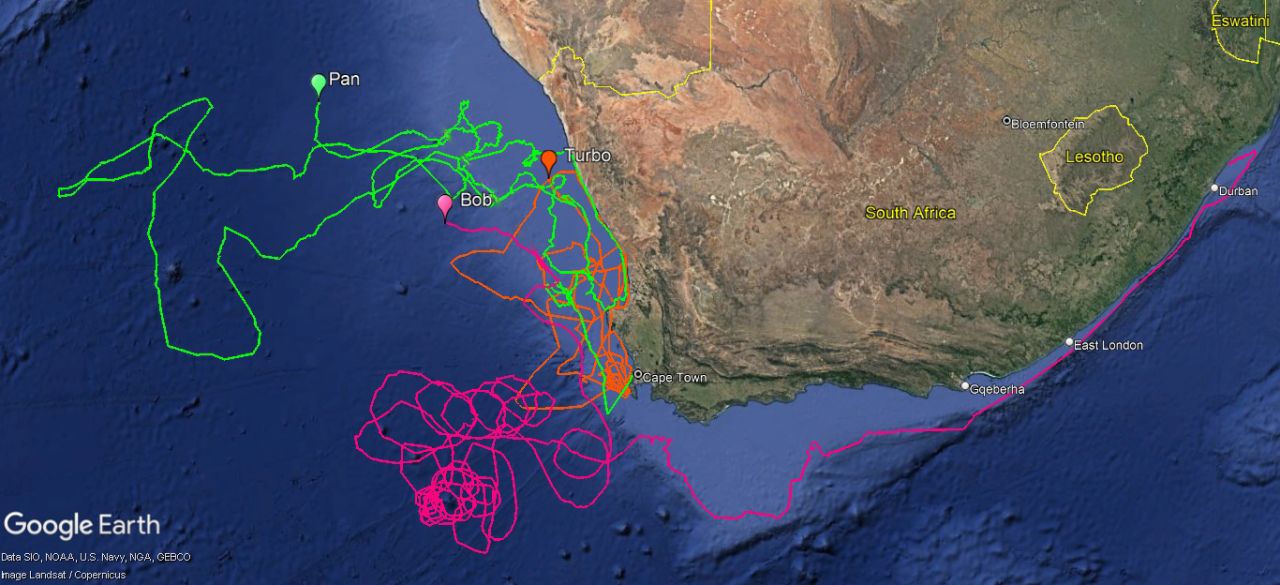 Tracking our Turtles: Jellyfish Feast