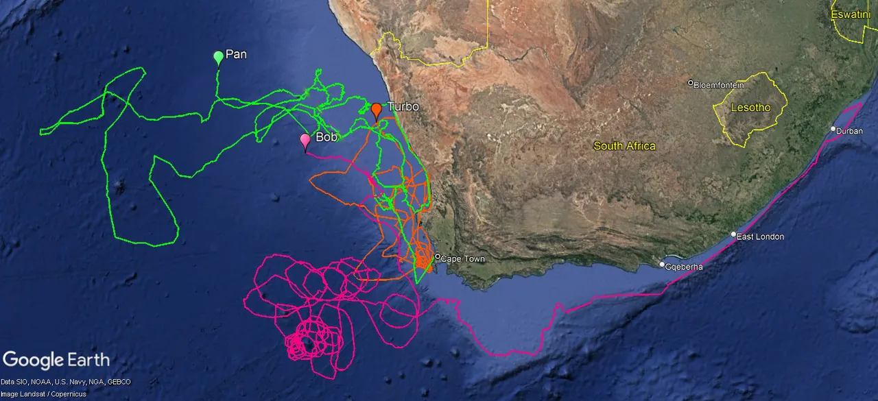 Tracking our Turtles: Jellyfish Feast