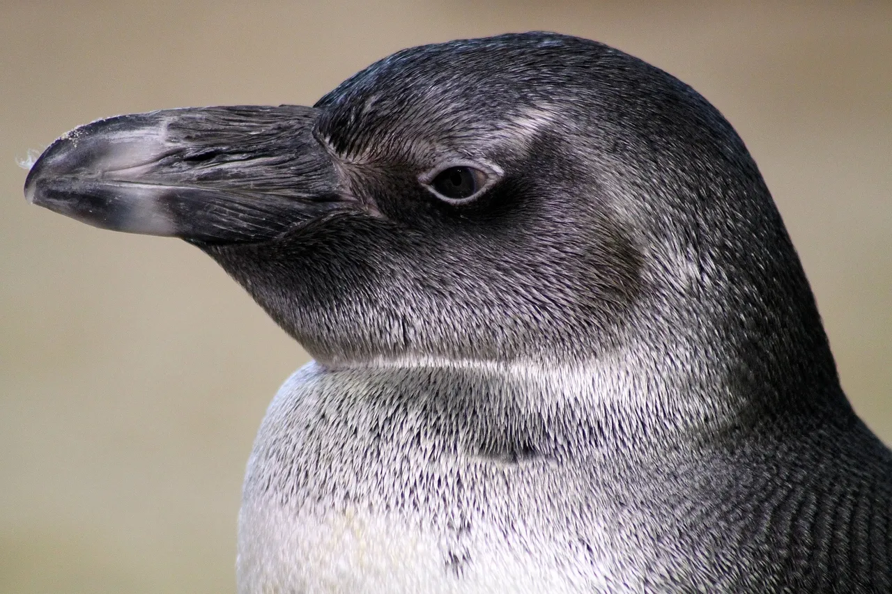 Juvenile african penguin two oceans aquarium 14018972559 o