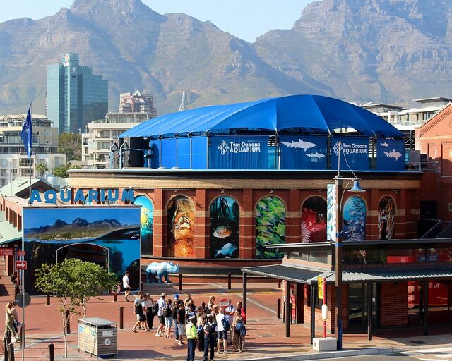 It's our birthday! The Two Oceans Aquarium turns 29