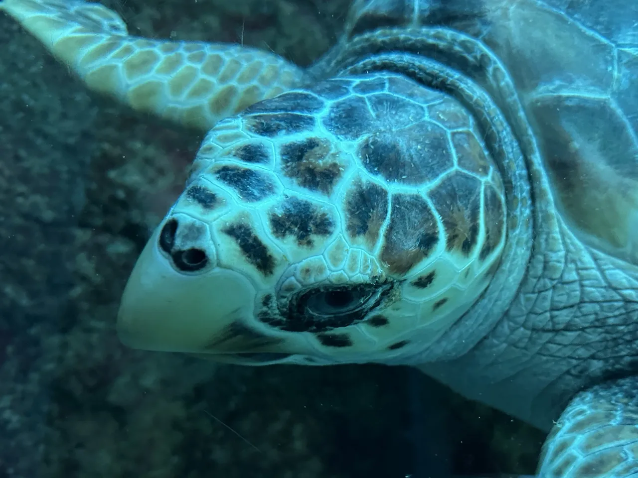 How to tell the difference between turtle species