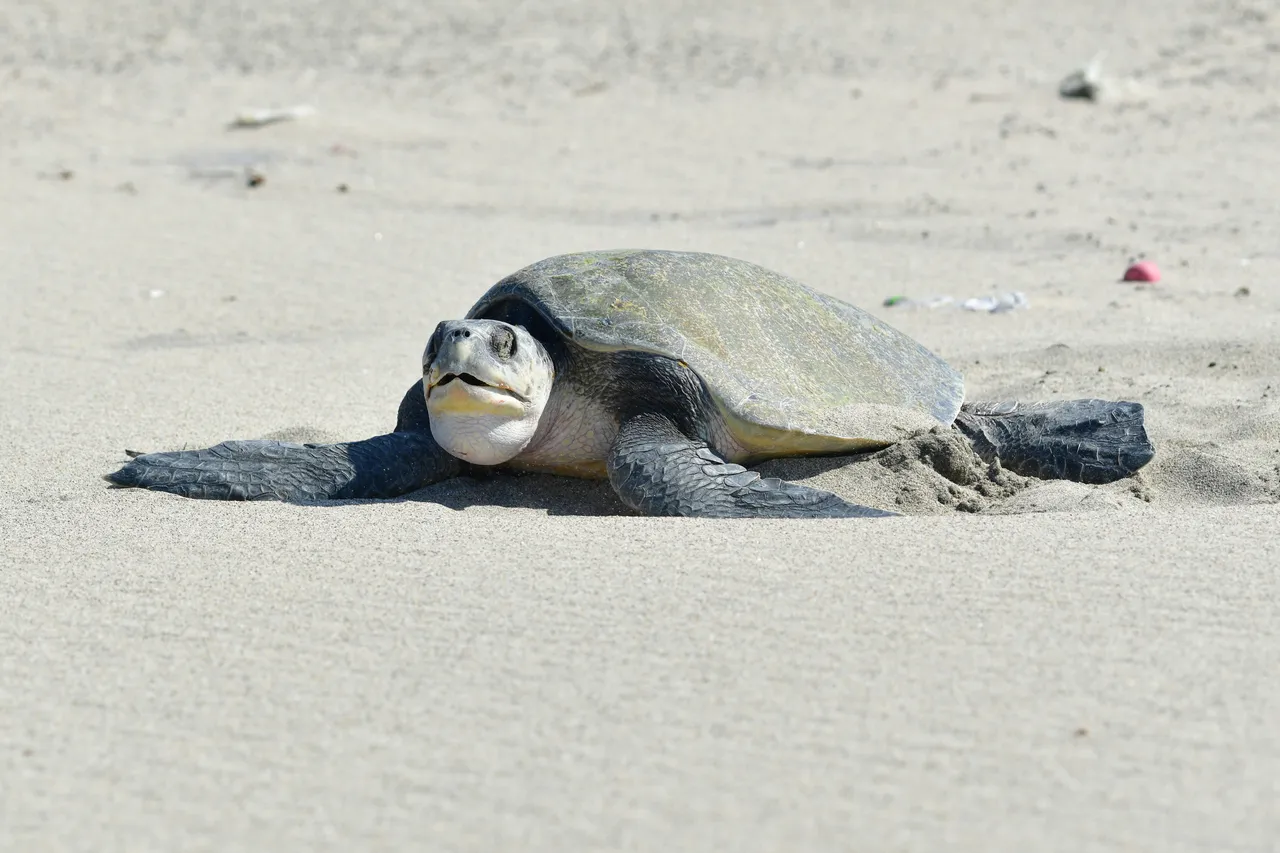 25089 by Panegyrics of Granovetter is licensed under CC BY SA 2 0