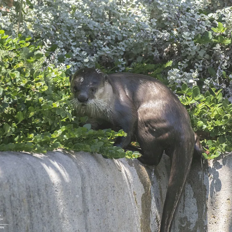 Marine Wildlife Management Programme