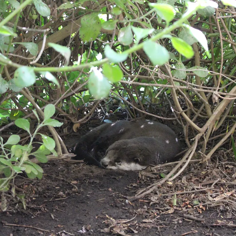 Marine Wildlife Management Programme