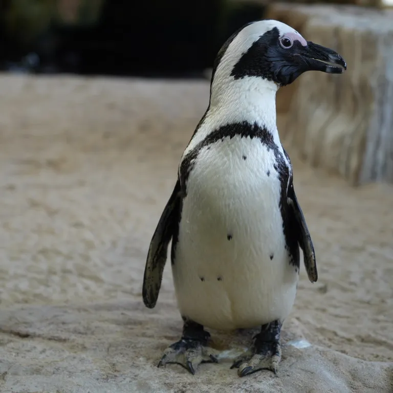 Two Oceans Aquarium: Media pack