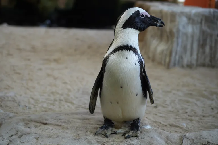 Penguin Exhibit