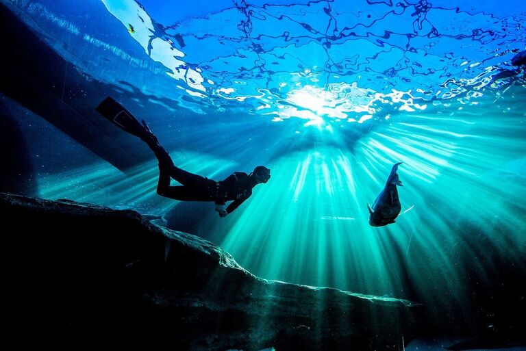 Two Oceans Aquarium Buoyancy animals vs divers