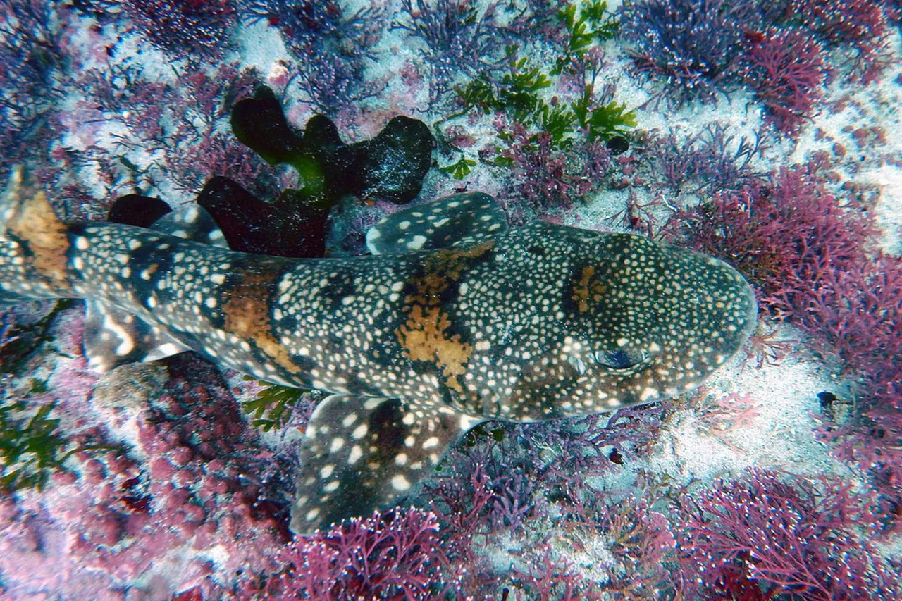 14532902964 b775439071 b