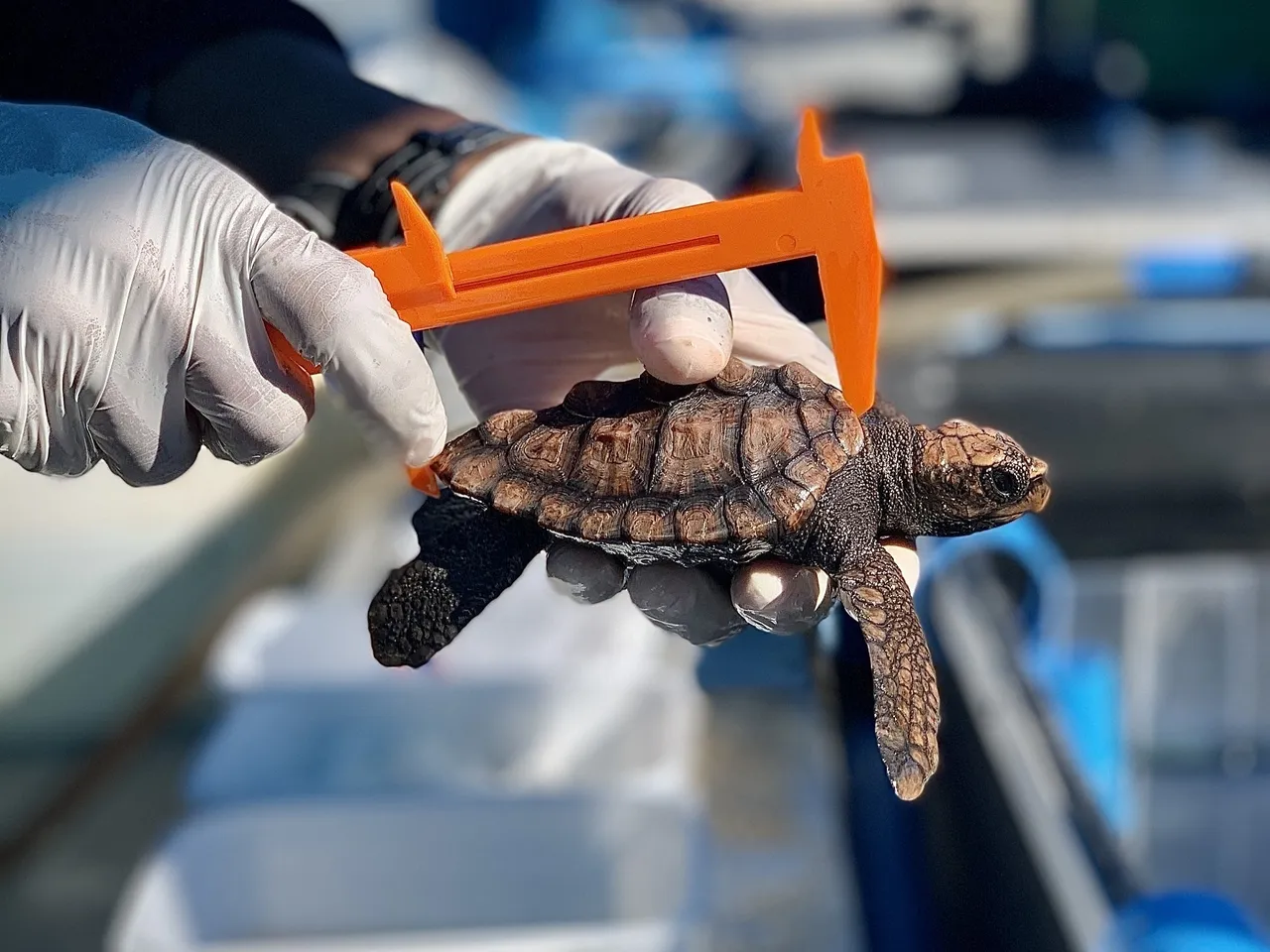 Oceans Alive helping our rescued hatchlings return to their ocean home