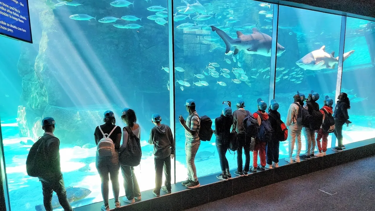 Teaming up for ocean education with The Little Optimist Sailing Academy