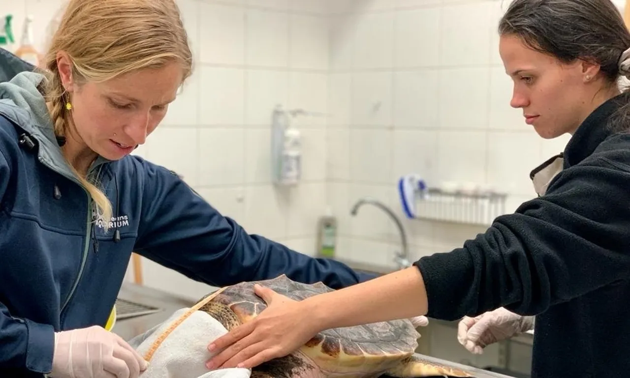 What's it like to be an intern with the Two Oceans Aquarium Foundation?
