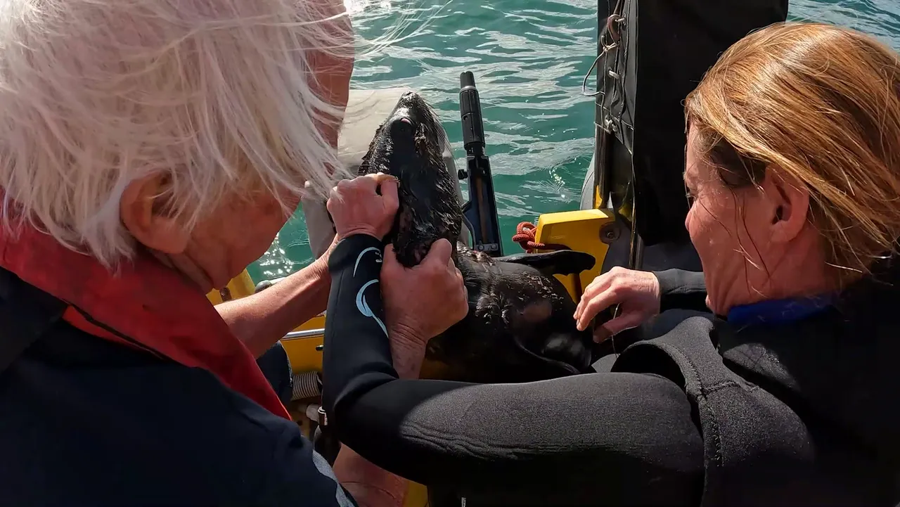 Elusive seal finally helped after nine months of rescue attempts