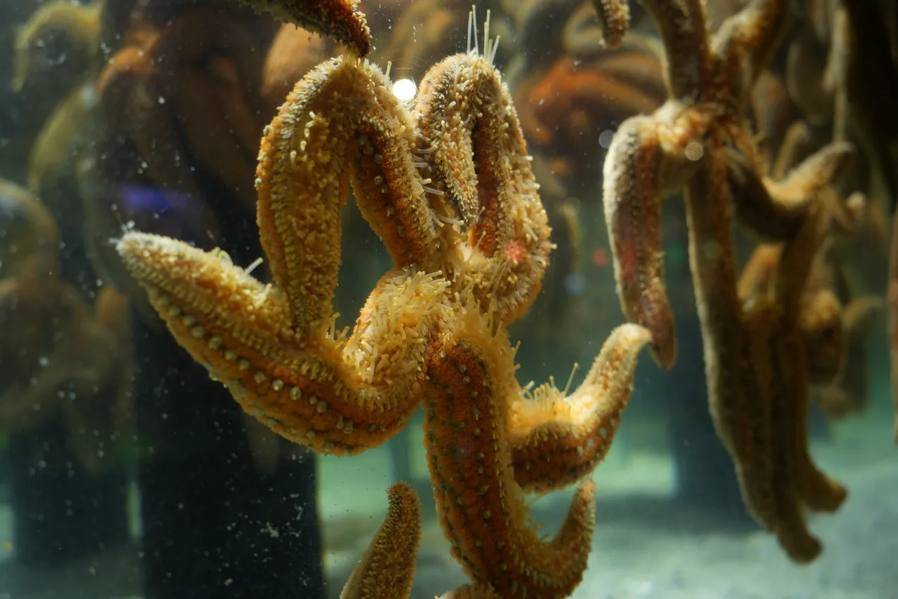 Get to know the spiny sea star