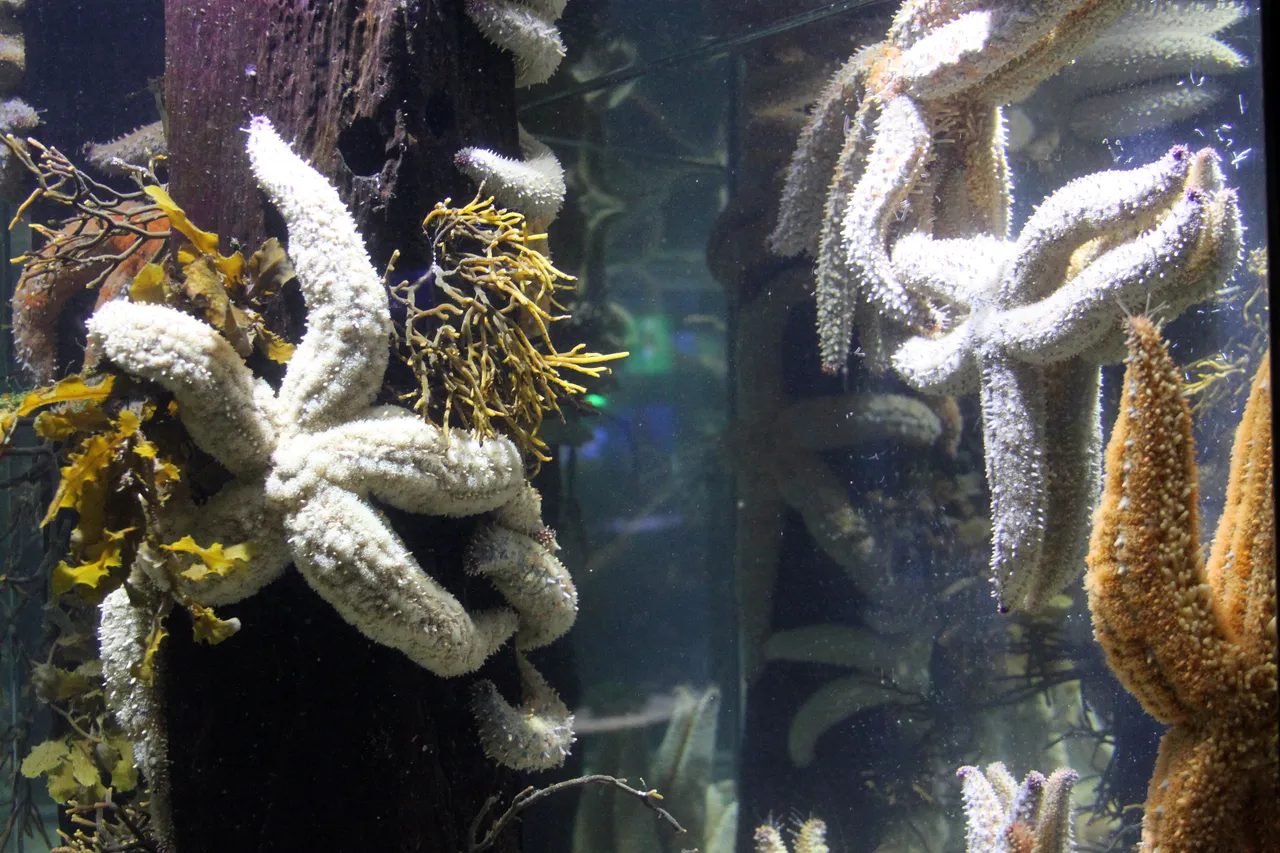 Spiney starfish two oceans aquarium cape town south africa 15939165428 o