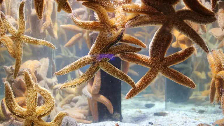 Get to know the spiny sea star