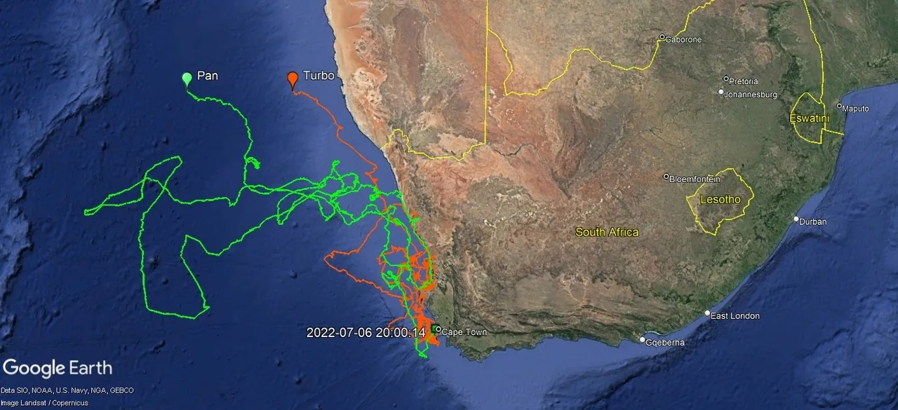 Tracking our Turtles: Pan and Turbo's travels!