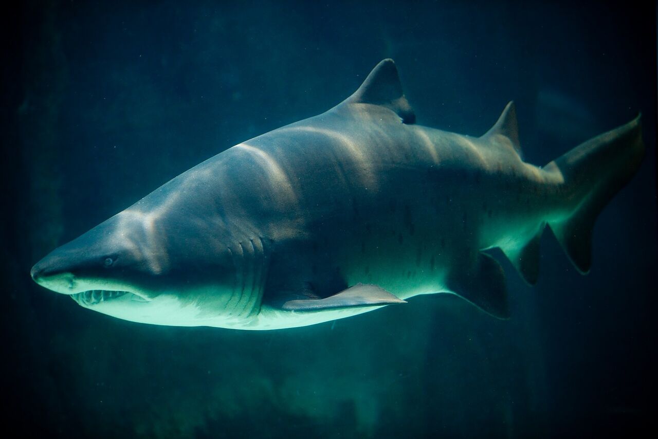 Meet the "raggies": The misunderstood ragged-tooth sharks