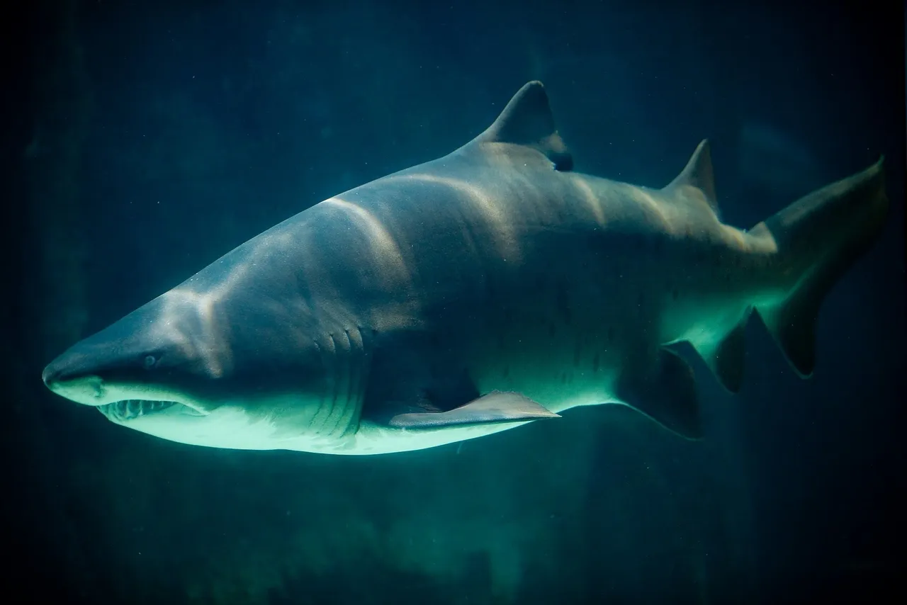 Meet the "raggies": The misunderstood ragged-tooth sharks