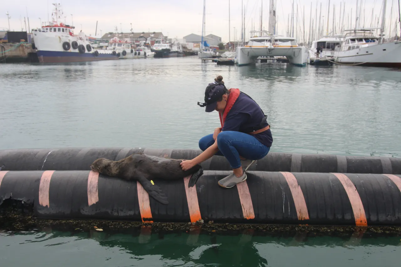 TOA vet Dr Ilse Jenkinson inspecting a sedated Cape fur seal