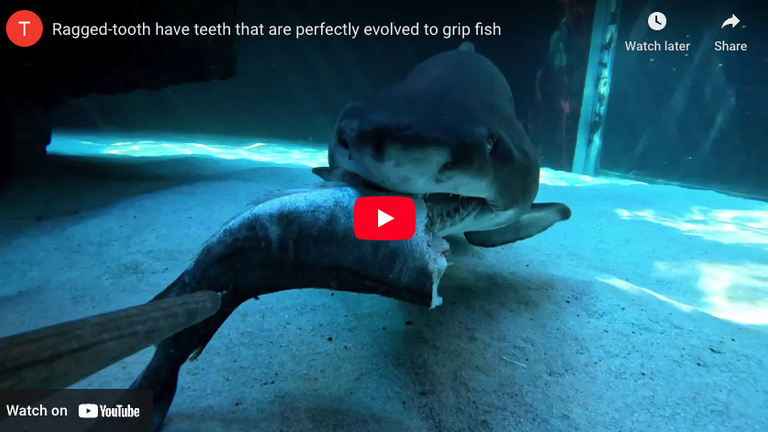 Feeding times: The return!