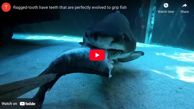 Hungry for more? Catch Feeding Times at the Aquarium!