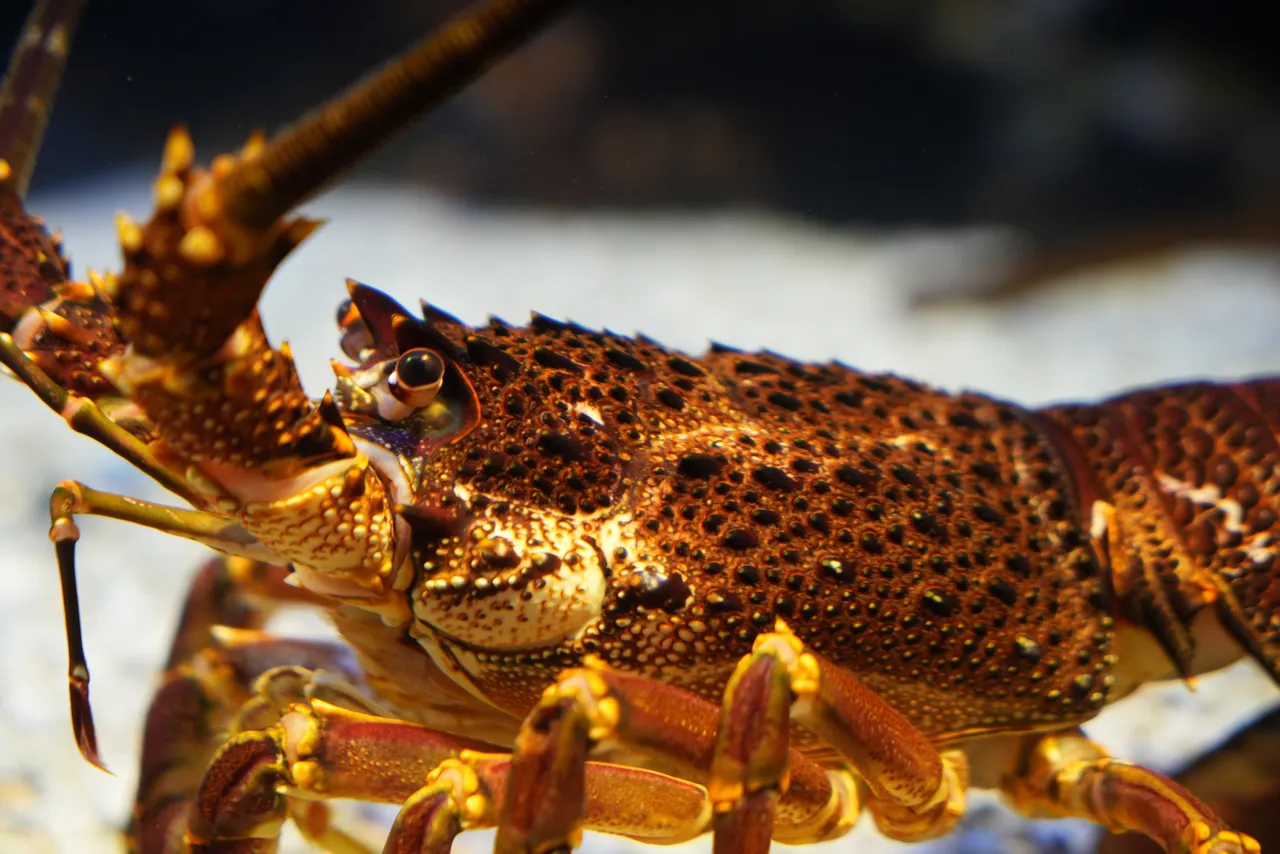 Meet the West Coast rock lobster!
