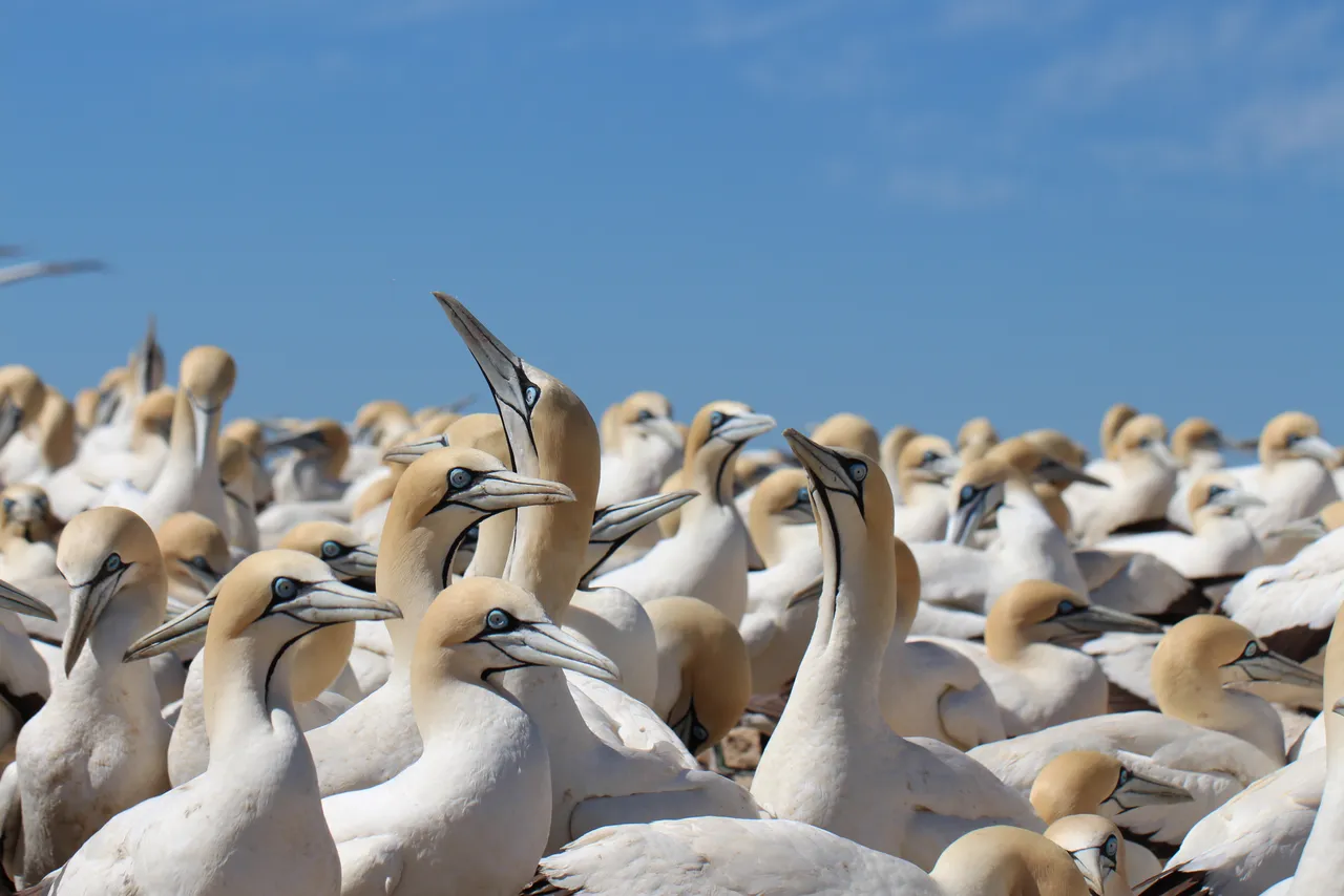What happens during Cape gannet fieldwork on Bird Island, Lambert’s Bay?