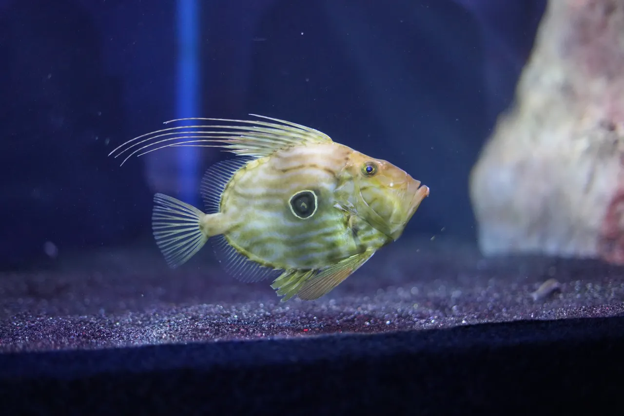 Say "hello" to the John Dory