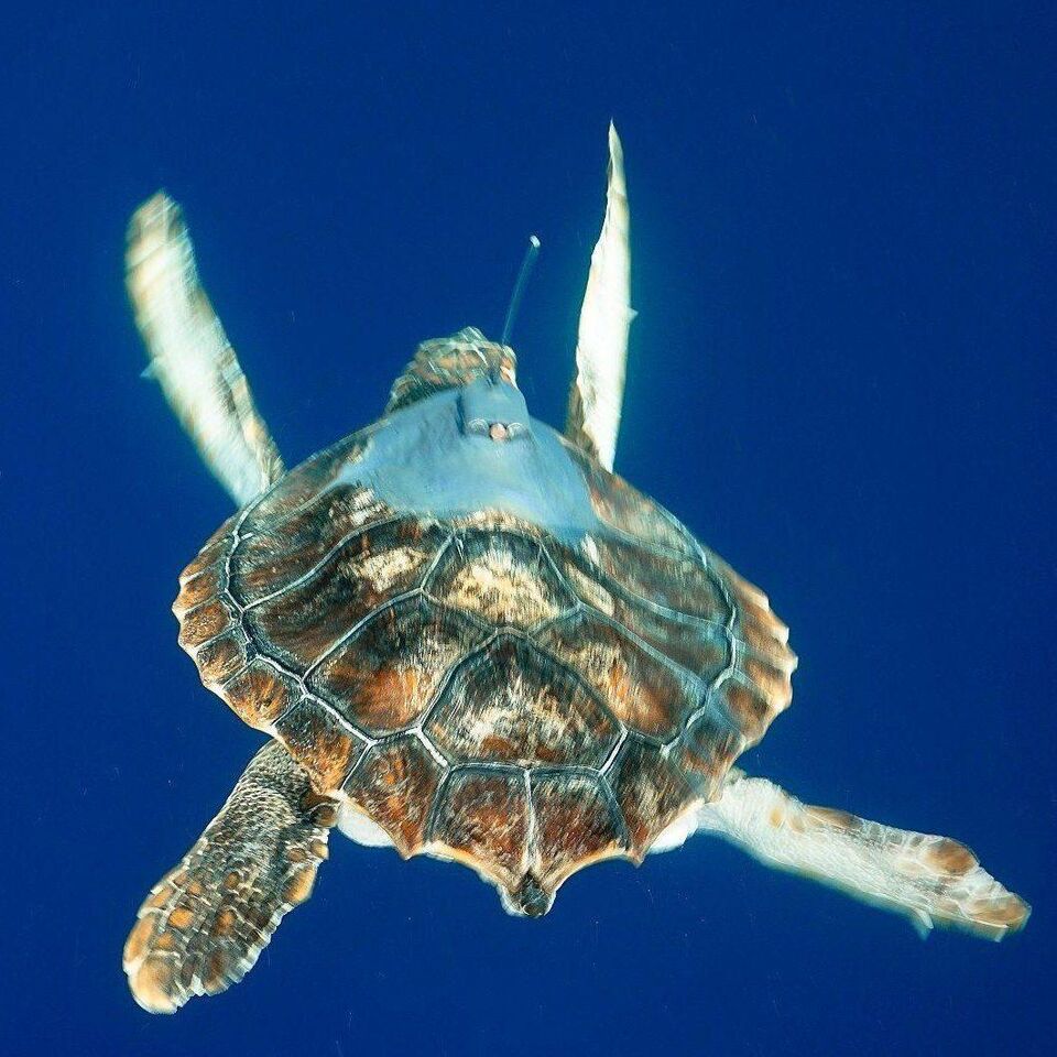 And they're off! Endangered sea turtles released in three-aquarium collaborative effort