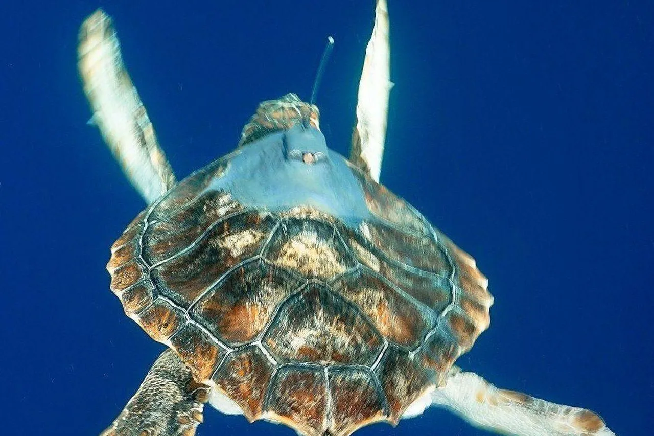 Lynton Burger Pan release 2