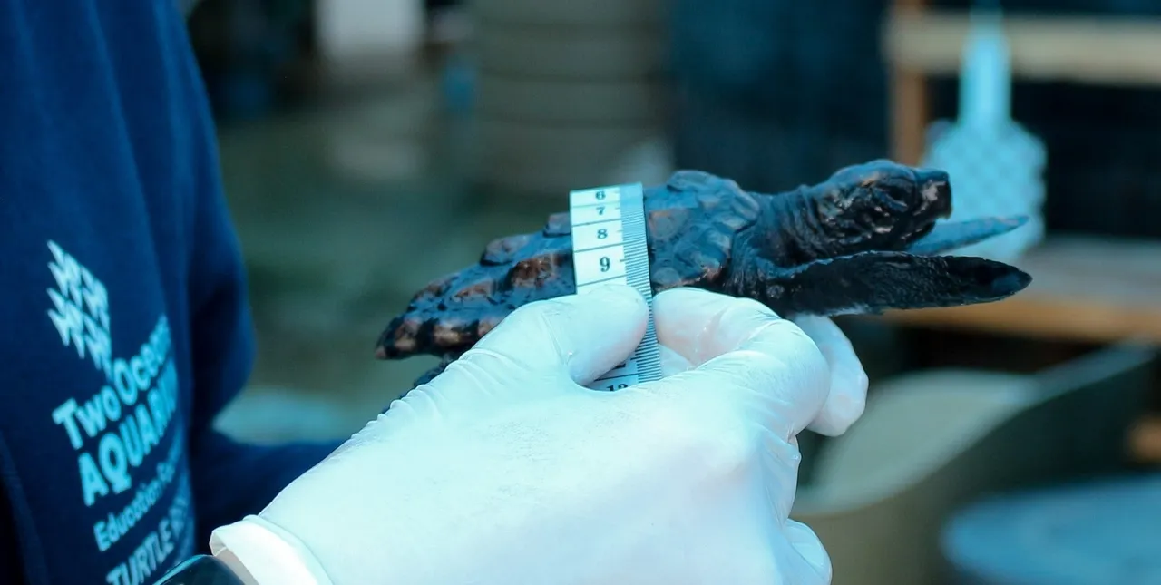 Turtle rehabilitation at its finest: What I learned from the turtle rehabilitation team