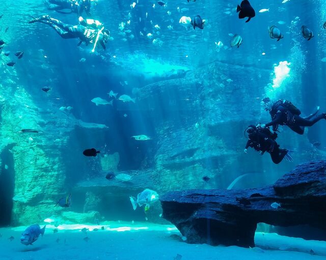 PADI Discover Scuba Diving Experience