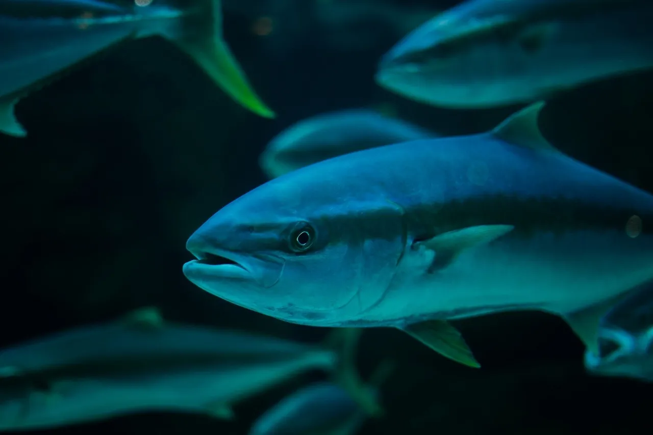 Three (other) fantastic animals you can see in the save our seas foundation shark exhibit