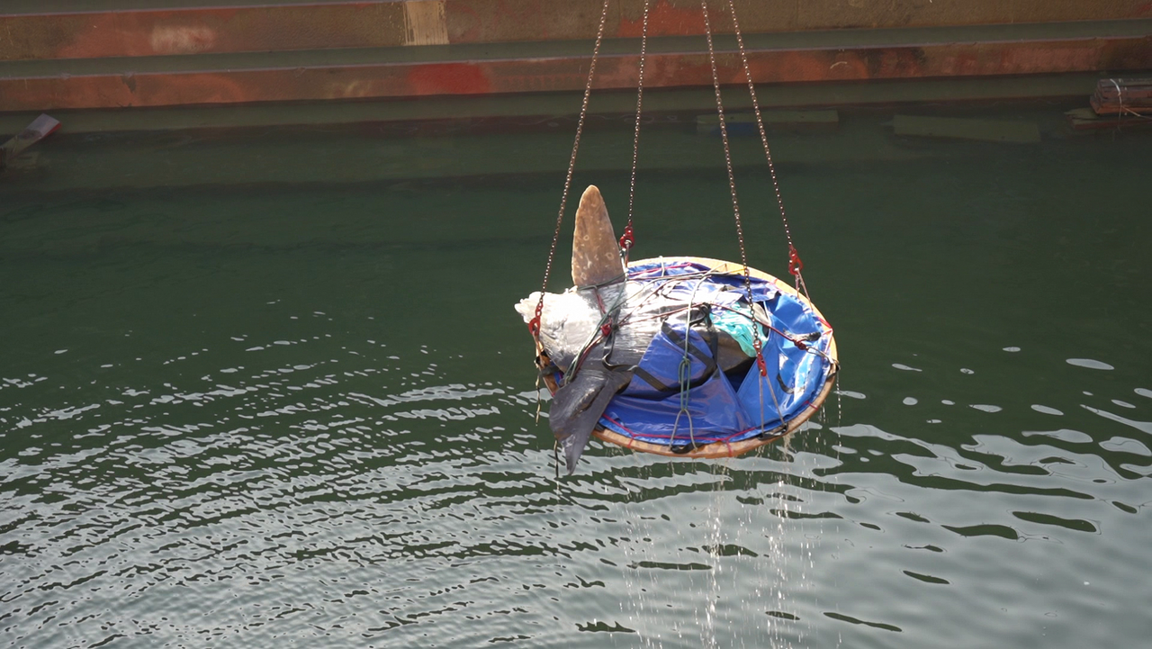We gave a sunfish a "lift" to safety