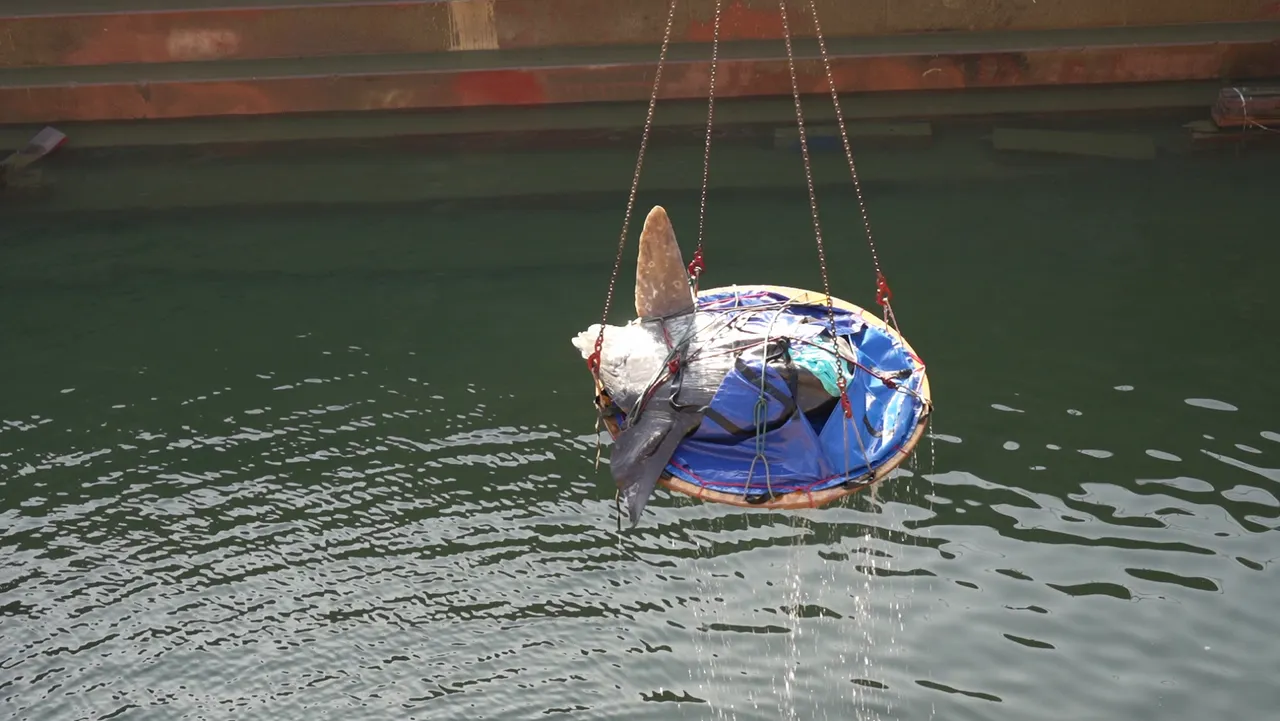 We gave a sunfish a "lift" to safety