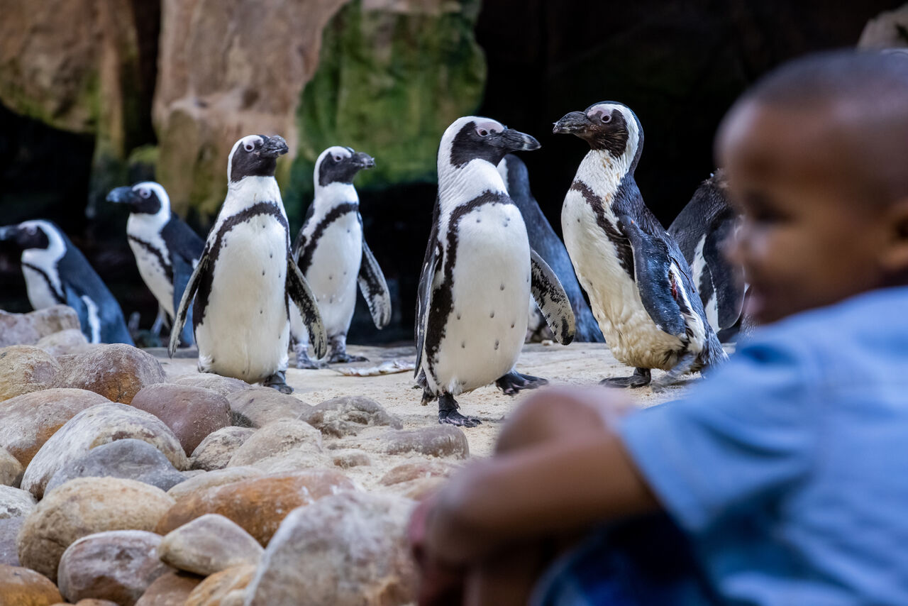 5 Reasons to visit the Two Oceans Aquarium