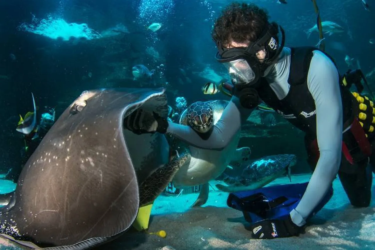 Aquarium ray feed Feb 2018 189 750 555 70