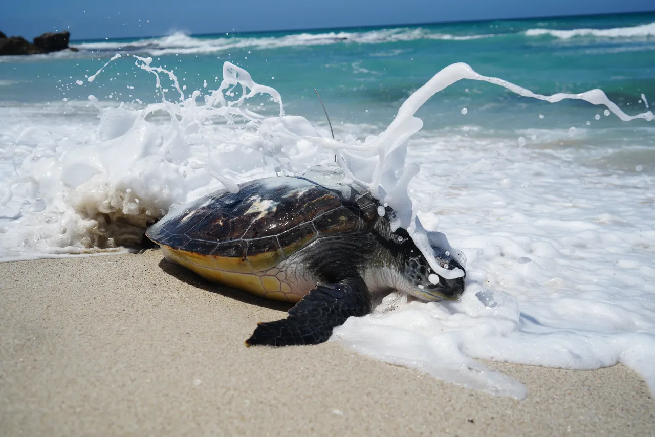 Release for research: Bheni the green turtle returns to his ocean home!